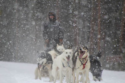 Dog Sledding in Dillon