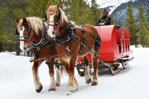 Sleigh Rides in Dillon